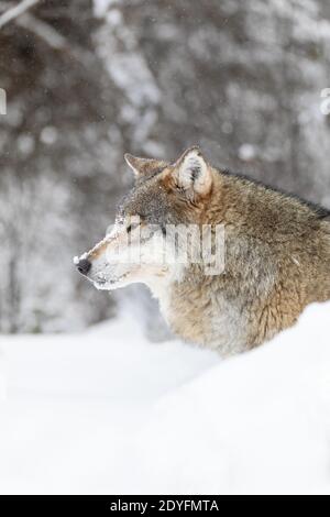 Close-up di concentrato maschio alfa lupo nella neve nella splendida foresta di inverno Foto Stock