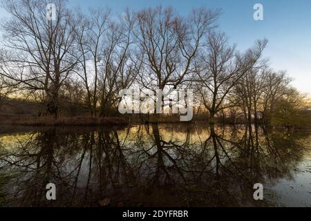 Alluvioni del fiume Mosa durante l'inverno nel parco nazionale Eijsder Beemden vicino a Maastricht, che dà meravigliosi riflessi degli alberi Foto Stock