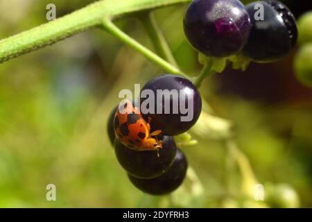 Un ladybug appollaiato su frutta nera da notte Foto Stock