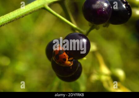 Un ladybug appollaiato su frutta nera da notte Foto Stock