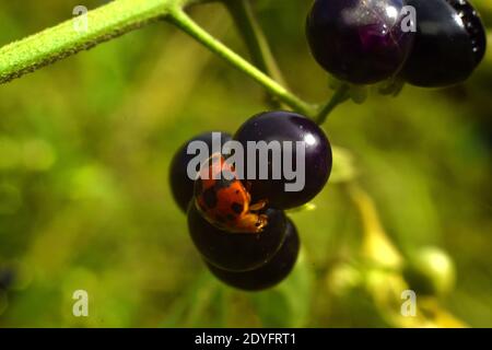 Un ladybug appollaiato su frutta nera da notte Foto Stock