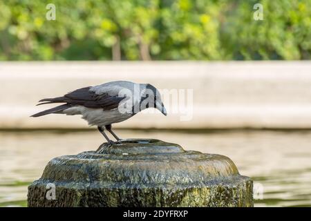 Un corvo bianco grigio con cappuccio (Cornus cornix) che beve acqua sulla cima della fontana in autunno a Teheran, Iran Foto Stock
