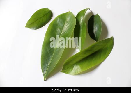 Soursop (Annona muricata) foglie su sfondo bianco Foto Stock