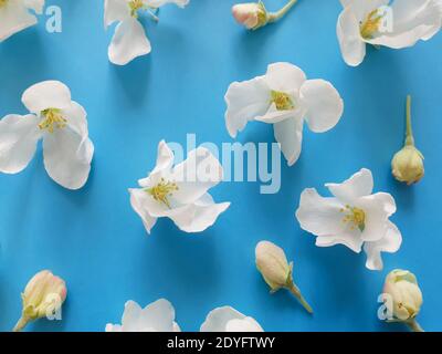 Vista dall'alto su delicati fiori bianchi di alberi di frutta / ciliegie su sfondo blu saturo. Biglietto di auguri o base per l'invito. Tempo di primavera, tendono Foto Stock