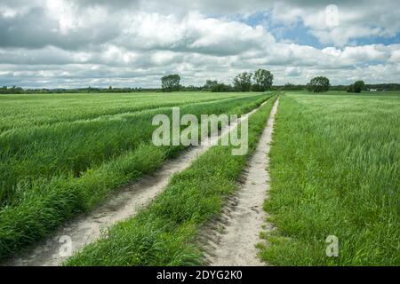 Strada di campagna attraverso campi verdi con grano, vista primavera Foto Stock