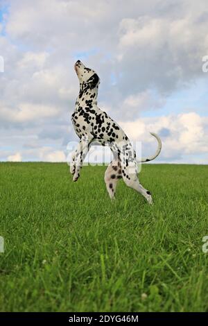 Un colpo verticale di un cane dalmata bianco modellato sopra l'erba su due gambe con la testa fino al cielo Foto Stock
