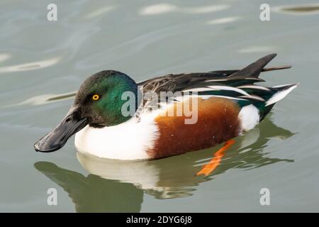 Papera o drake, spatola clypeata, su un lago, Inghilterra UK, anatra, uccello, becco grande, becco Foto Stock