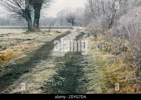Alberi di Willow che si erono sulla strada fangosa sulla campagna lucidata in fredda mattina d'inverno Foto Stock