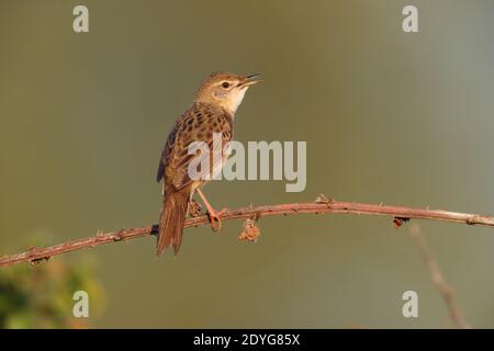 Un uomo Common Grasshopper Warbler (Locustella naevia) canto da un persico esposto prima di una primavera ormeggio Regno Unito meridionale Foto Stock