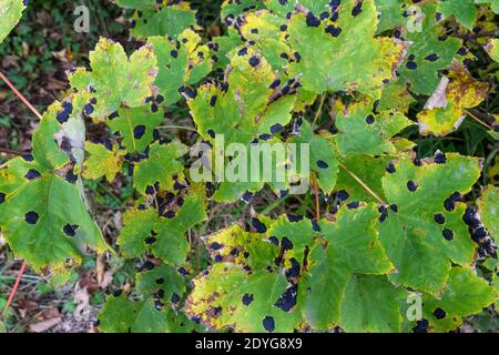 Macchie di catrame, una malattia di macchia di foglia causata dal fungo Rhytisma acerinum sulle foglie di sycamore accanto al Tamigi, Barnes, Londra, Regno Unito. Foto Stock