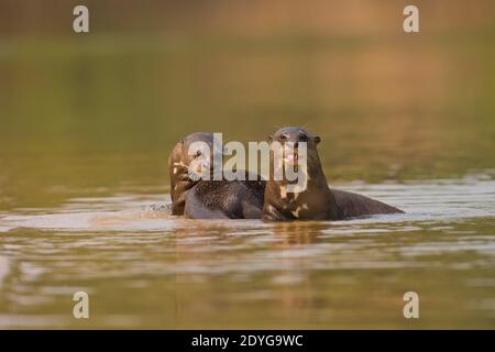 Lontra gigante (Pteronura brasiliensis) Foto Stock