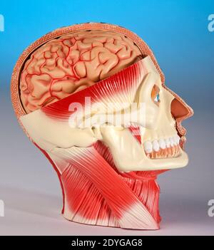 Fisiologia umana - modello della testa umana che mostra il cervello, i vasi sanguigni, la mascella e i muscoli facciali. Foto Stock