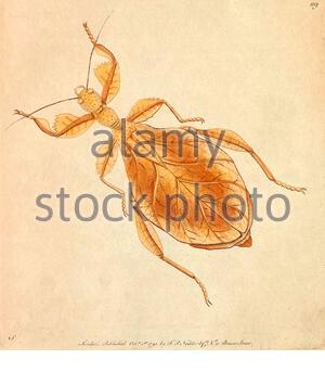 Mantis a foglia morta (Deroplatys essiccata), illustrazione d'annata pubblicata nella Miscellanea Naturalistica del 1789 Foto Stock