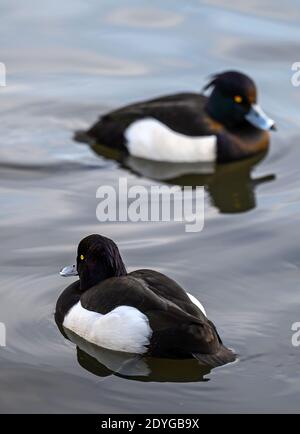 Due anatre tufted nel Kelsey Park, Beckenham, Greater London. Vicino all'uccello a fuoco, all'uccello posteriore fuori fuoco. Anatra tufted (Aythya fuligula), Kent, Regno Unito. Foto Stock