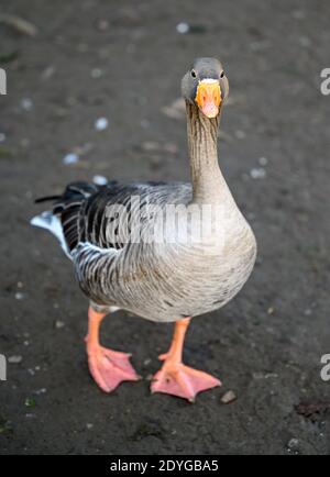 Gylag Goose a Kelsey Park, Beckenham, Londra. Un'oca grigiastata in piedi con solo la testa a fuoco. Greylag Goose (Anser anser), Kent, Regno Unito. Foto Stock