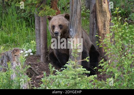 Orso grizzly nelle Montagne Rocciose, British Columbia, Canada.