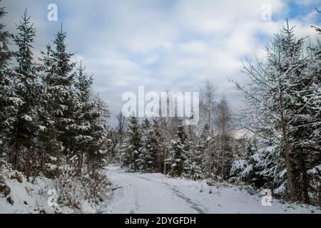 Alberi coperti di neve, paesaggio invernale nel Waldviertel, Austria Foto Stock