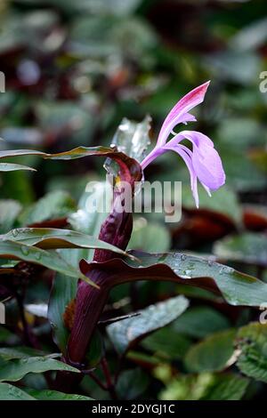 Roscoea purpurea spice island,fiori lilla,fiore viola,vistose orchidea-come fiori,fioritura,RM Floral Foto Stock