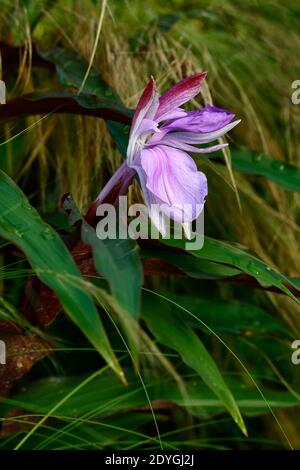 Roscoea purpurea spice island,fiori lilla,fiore viola,vistose orchidea-come fiori,fioritura,RM Floral Foto Stock