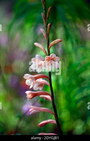 Watsonia, giglio di Bugle, arancio, fiore, fiori, fioritura, guglia, guglie, Spike, perenne, RM Floral Foto Stock