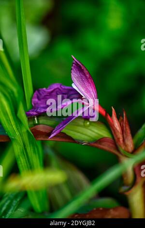 Roscoea purpurea spice island,fiori lilla,fiore viola,vistose orchidea-come fiori,fioritura,RM Floral Foto Stock