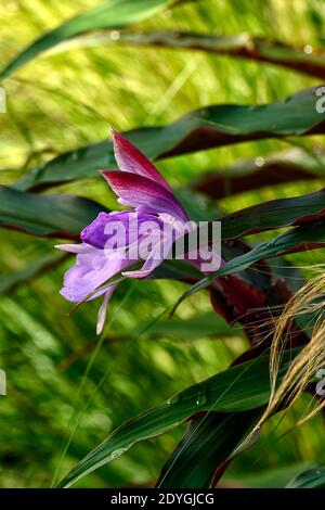 Roscoea purpurea spice island,fiori lilla,fiore viola,vistose orchidea-come fiori,fioritura,RM Floral Foto Stock