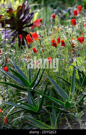 aloe,aeonium,Eschscholzia californica,papavero californiano,succulento,succulenti,fiori d'arancio,schema di piantagione mista,RM Floral Foto Stock