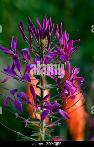 Cleome hassleriana Violet Queen, ragno fiore Violet Queen, fiori violetti, fioritura, semidirica annuale,, kniphofia bestia brillante, rosso caldo poker brillantezza bestia Foto Stock