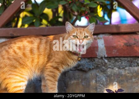 Crazy Funny Ginger Cat che sembra aggressivo per la fotocamera dando un grande yawn. Foto Stock