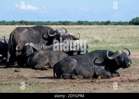 Africa, Kenya, Plateau di Laikipia, Distretto di frontiera settentrionale, Conservatorio di OL Pejeta. Bufalo africano aka bufalo di Capo (SELVATICO: Caffer di Syncerus) Foto Stock