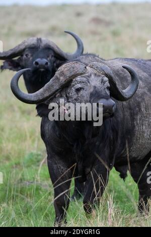 Africa, Kenya, Serengeti Settentrionali, Maasai Mara. Due bufali africani (SELVAGGI: Il craffer di Syncerus) uno con ferita all'orecchio. Foto Stock