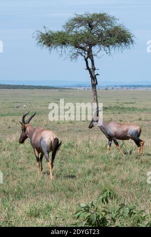 Africa, Tanzania, Serengeti Plains. Topi (SELVATICO: Damaliscus lunatus jimela) sottospecie dello tsessebe comune in habitat erboso tipico. Foto Stock