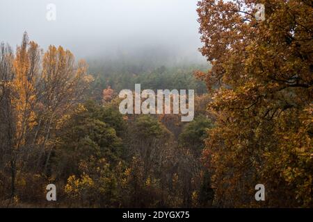 Una splendida vista sugli alberi colorati in una nebbia foresta mistica in autunno Foto Stock