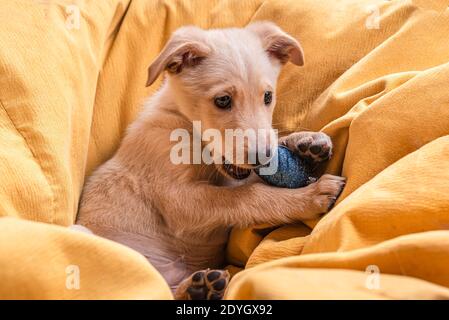 Molto bello e carino cucciolo mongrel con pelliccia marrone chiaro Gnaws un giocattolo blu dell'albero di Natale sdraiato sulla sua parte posteriore su una grande coperta gialla Foto Stock