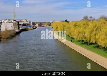 Fiori di primavera, River Nene Embankment Gardens, Peterborough City, Cambridgeshire, Inghilterra, Regno Unito Foto Stock