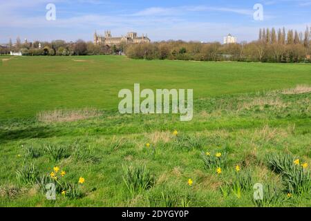 Fiori di primavera, River Nene Embankment Gardens, Peterborough City, Cambridgeshire, Inghilterra, Regno Unito Foto Stock