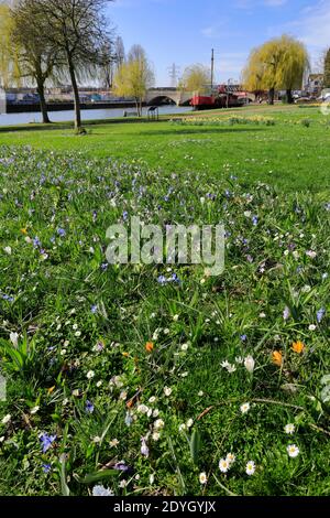 Fiori di primavera, River Nene Embankment Gardens, Peterborough City, Cambridgeshire, Inghilterra, Regno Unito Foto Stock