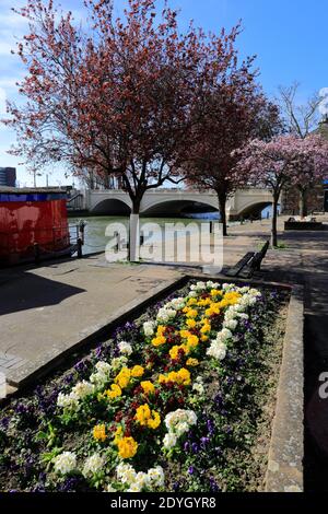 Fiori di primavera, River Nene Embankment Gardens, Peterborough City, Cambridgeshire, Inghilterra, Regno Unito Foto Stock