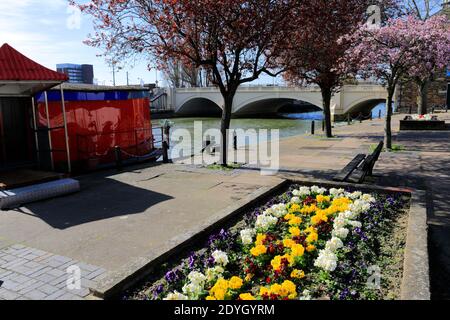 Fiori di primavera, River Nene Embankment Gardens, Peterborough City, Cambridgeshire, Inghilterra, Regno Unito Foto Stock