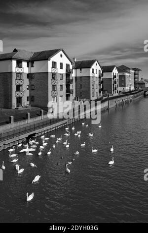 Swans al fiume Nene Embankment Gardens, Peterborough City, Cambridgeshire, Inghilterra, Regno Unito Foto Stock