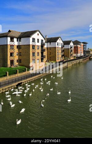 Swans al fiume Nene Embankment Gardens, Peterborough City, Cambridgeshire, Inghilterra, Regno Unito Foto Stock