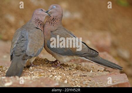 Raughing dove (Streptopelia senegalensis) coppia di reciproco preening Sharm-El-Sheikh, Egitto Febbraio Foto Stock