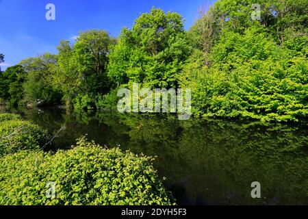 Vista estiva del fiume Nene, Ferry Meadows Country Park, Peterborough, Cambridgeshire, Inghilterra, Regno Unito Foto Stock