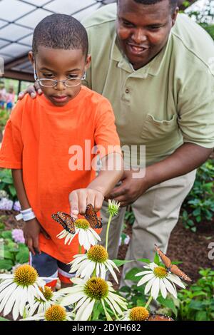 Huntsville Alabama, Giardino Botanico Butterfly House, bambino figlio ragazzo nero padre cercando fiori, Foto Stock