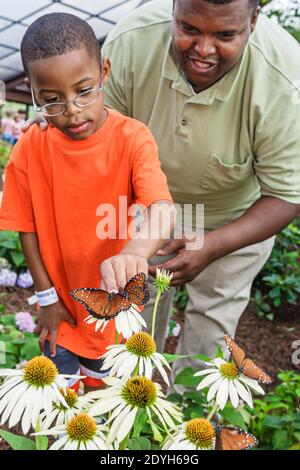 Huntsville Alabama, Giardino Botanico Butterfly House, bambino figlio ragazzo nero padre cercando fiori, Foto Stock