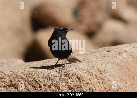 Wheatear (Oenanthe leucopyga ernesti) con coronamento bianco, immaturo in piedi sulla roccia Sinai, Egitto Febbraio Foto Stock