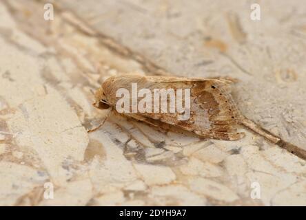 Eastern Bordered Straw (Heliothus nubigera) adulto a Rest Sharm-El-Sheikh, Egitto Febbraio Foto Stock