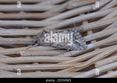 Il Ni Moth (Trichoplusia ni) adulto a riposo Sharm-El-Sheikh, Egitto Febbraio Foto Stock