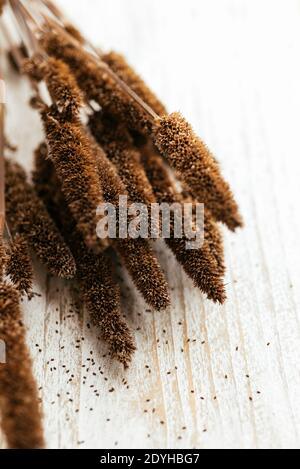 Teste di semina e semi di issopo di anice (foeniculum di Agastache). Foto Stock