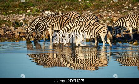 Un piccolo gruppo di Burchell's zebre (Equus quagga burchellii) drink presso un waterhole presso il Parco Nazionale di Etosha in Namibia, fotografati con loro reflecti Foto Stock